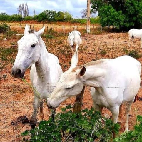 Quinta Marinhais Para Ferias No Ribatejo Екстер'єр фото