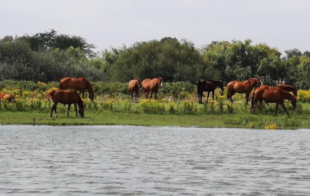 Quinta Marinhais Para Ferias No Ribatejo Екстер'єр фото